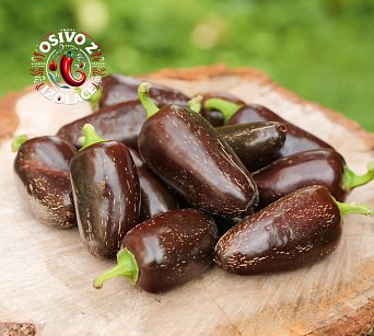 Jalapeno Azabache - ISO