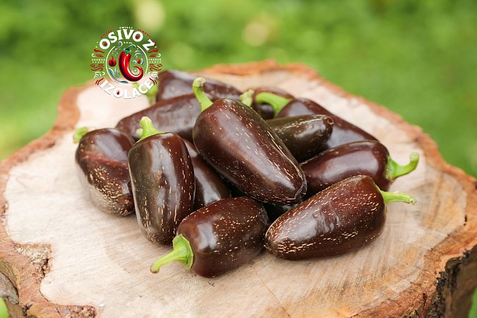 Jalapeno Azabache - ISO | Jalpeno chilli semena