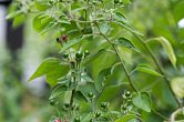 Capsicum eshbaughii | Chilli semena