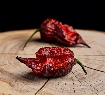 Gator Jigsaw Purple - ISO