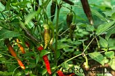 Burundi pheno 3 F2 | Chilli semena