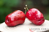 Giant Red Peruvian Rocoto  | Chilli semena