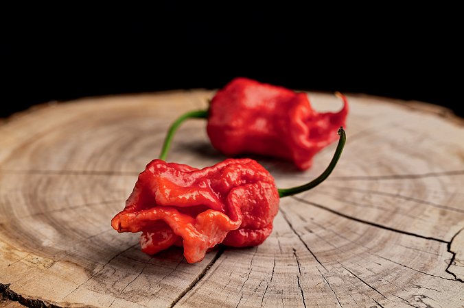 Ragnarok - ISO | Chilli semena