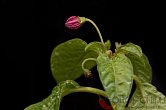 Capsicum friburgense | Chilli semena