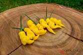 Habanero Neon Yellow | Chilli semena