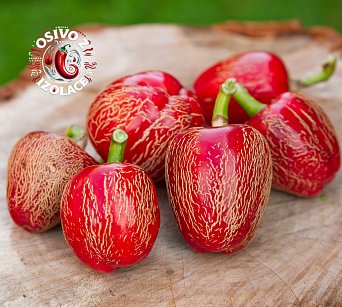 Jalapeno Dieghito - ISO •