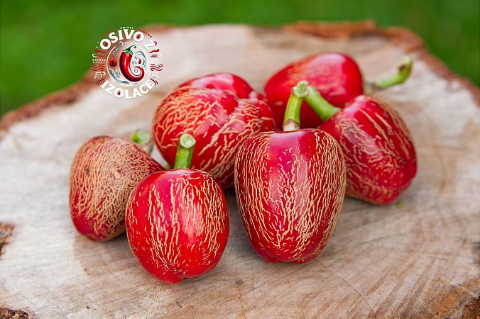 Jalapeno Dieghito - ISO • | Chilli semena