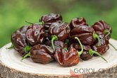 Habanero Chocolate - ISO | Chilli semena