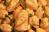 Habanero Pastel - ISO | Chilli semena