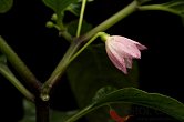 Capsicum friburgense | Chilli semena