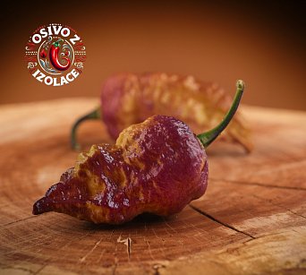 Peach Bhut x Golden Bhut - ISO •