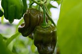Green Habanero - ISO | Chilli semena
