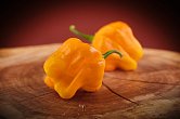 Habanero Big Sun - ISO | Chilli semena