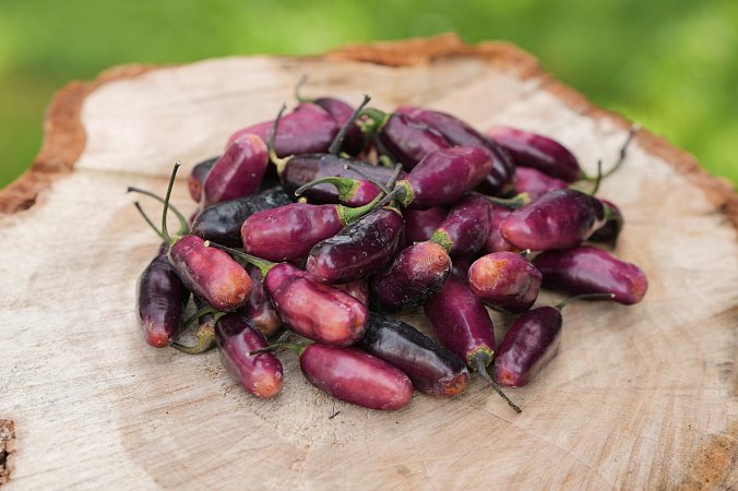 Pimenta da Neyde | Chilli semena