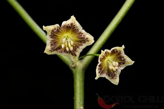 Capsicum flexuosum Monteiro Lobato | Chilli semena