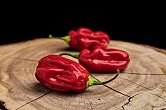 Habanero Ugandan Red - ISO | Chilli semena