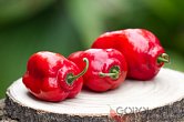 Rocoto Grande Rojo F2 | Chilli semena