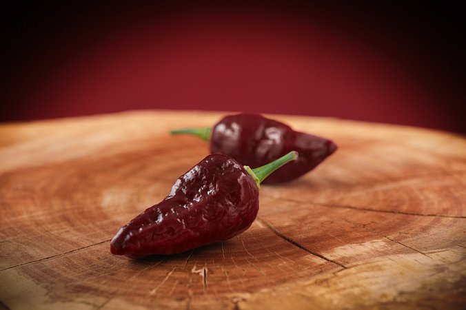 BBG7 Jobito Chocolate | Chilli semena