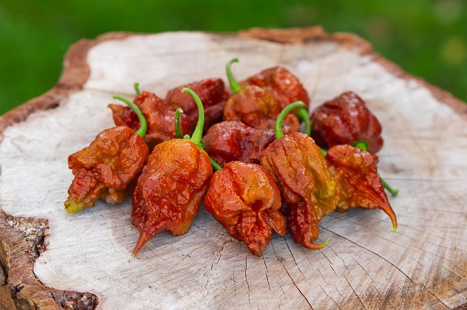 Chernobyl Reaper | Chilli semena