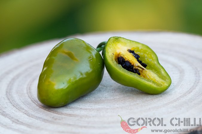 Olive Green Rocoto X | Chilli semena