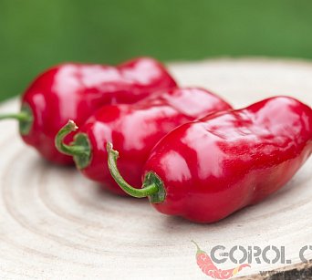 Ecuadorian Red Pepper from Hell