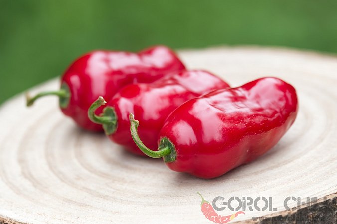 Ecuadorian Red Pepper from Hell | Chilli semena