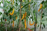 Aji Guyana - ISO | Chilli semena