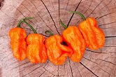 Bhut Orange Copenhagen | Chilli semena