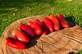 Jalapeno Sweet King | Chilli semena