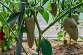 Jalapeno Farmer | Chilli semena