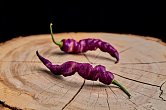 Pimenta Bella Purple - ISO | Chilli semena