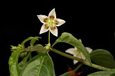 Capsicum cf. mirabile | Chilli semena