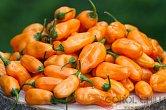 Coracao de Boi Orange | Chilli semena