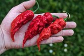 Bhut Jolokia Red Giant | Chilli semena