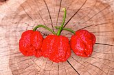 Trinidad Scorpion Moruga Red - ISO | Chilli semena