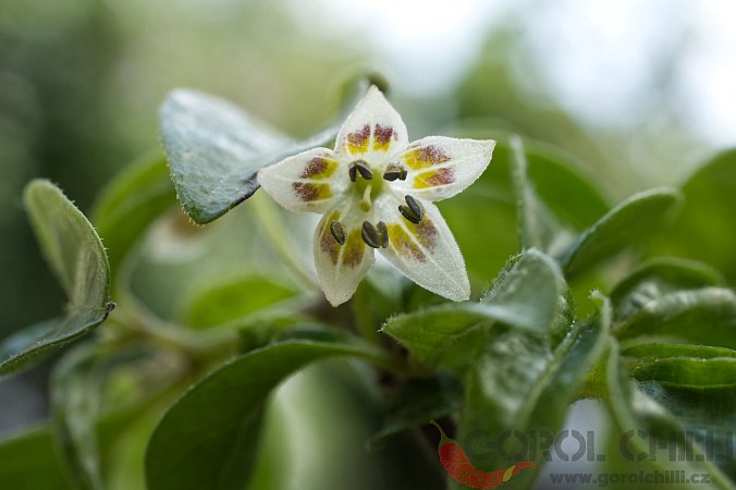 Capsicum schottianum Red Flower | Chilli semena