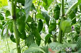 Aji Rocoto (PI 355812) - ISO | Chilli semena