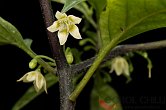 Capsicum cf. schottianum 01 yellow flower | Chilli semena