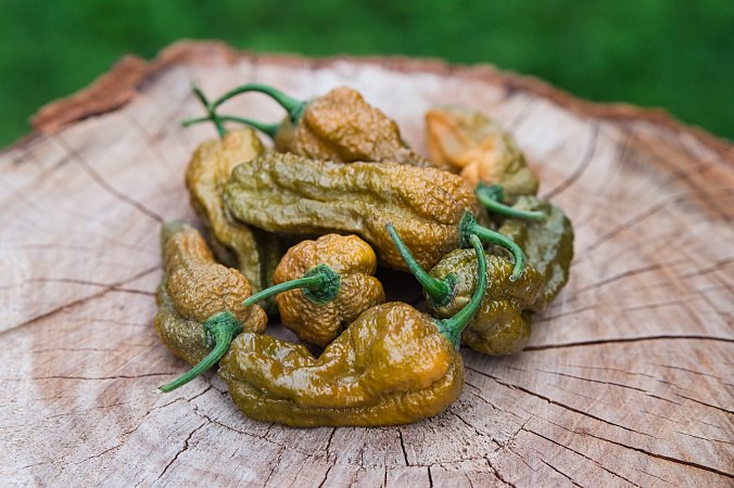 Bhut Jolokia Mustard | Chilli semena