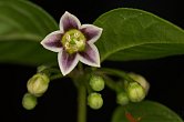 Capsicum caatingae | Chilli semena