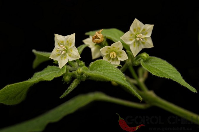 Capsicum rabenii CGN 22795 | Chilli semena