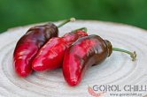 Aji Rocoto (PI 355812) - ISO | Chilli semena
