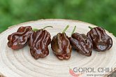 Habanero Chocolate | Chilli semena
