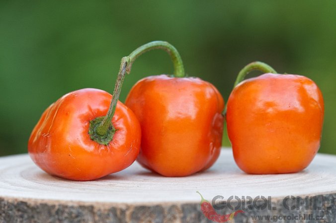 Rocoto Marlene | Chilli semena