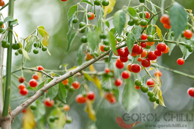 Capsicum flexuosum Rio Grande do Sul | Chilli semena