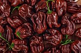 Habanero Chocolate - ISO | Chilli semena