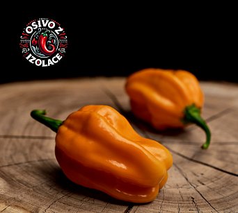 Hainan Yellow Lantern - ISO