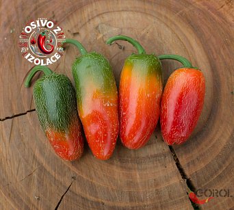 Jalapeno Early - ISO •