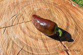 Jalapeno Brown | Chilli semena