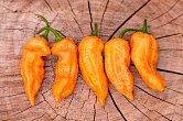 Bhut Jolokia Purple Peach - ISO • | Chilli semena